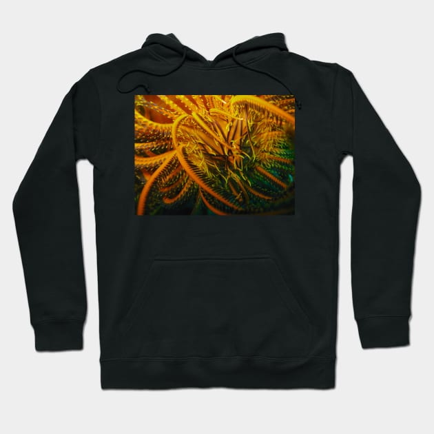 Feather Star Hoodie by jhuxster